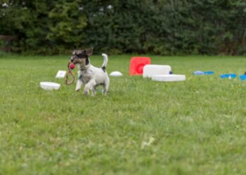 Πώς να εκπαιδεύσετε τον σκύλο σας όταν τον φωνάζετε να έρχεται