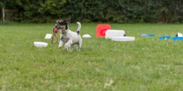 Πώς να εκπαιδεύσετε τον σκύλο σας όταν τον φωνάζετε να έρχεται